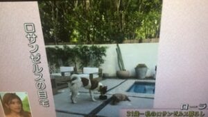 徹子の部屋 ローラの幼少期は 兄弟は 現在の住まいは Sayaのトレンドニュース